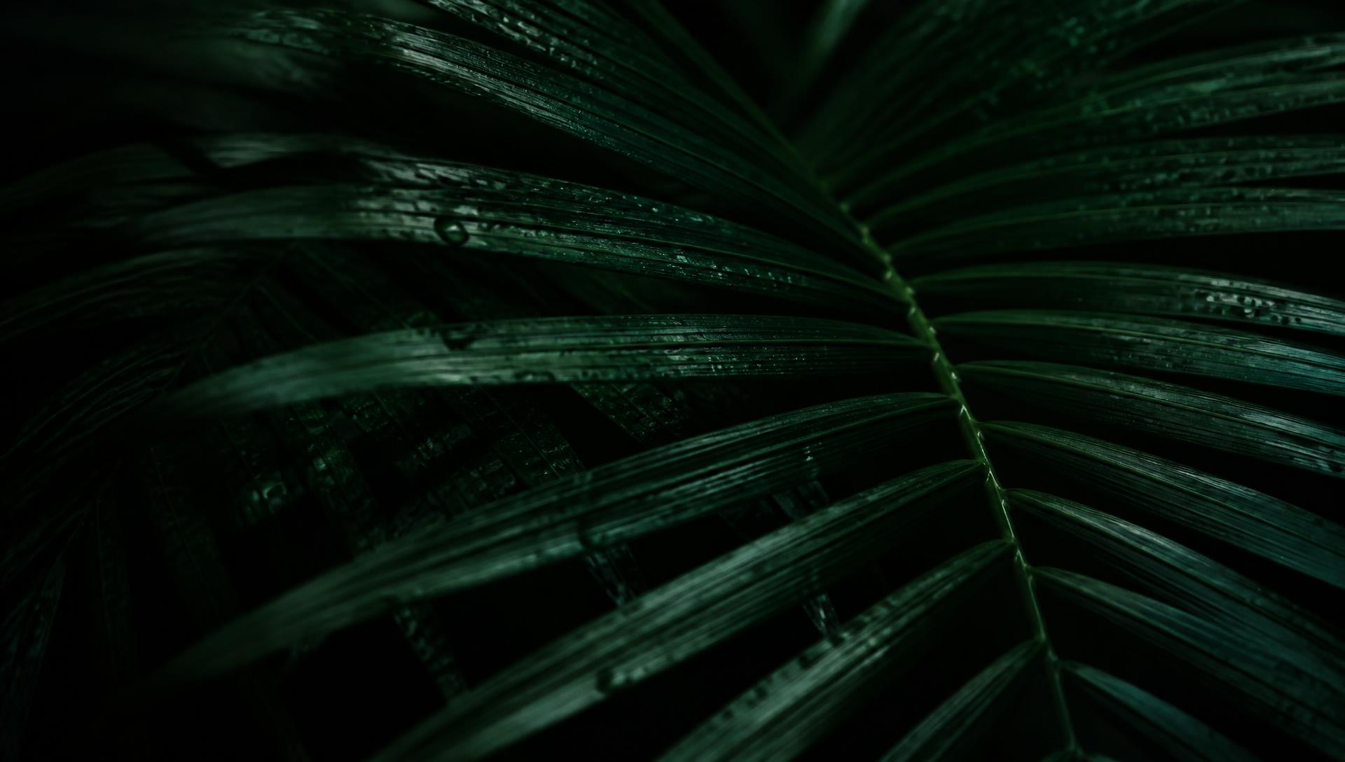 Dark tropical palm leaves with water droplets